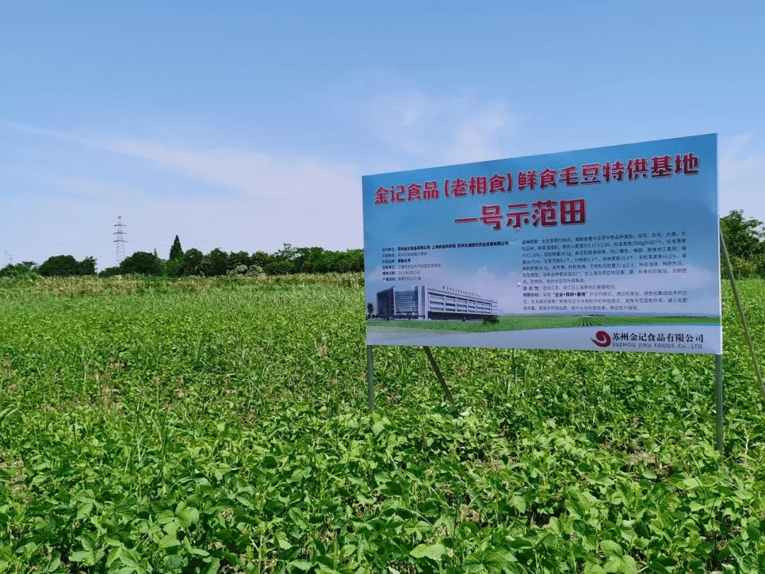 老相食太湖绿色鲜食毛豆基地丰收在望_育种_合作_示范田